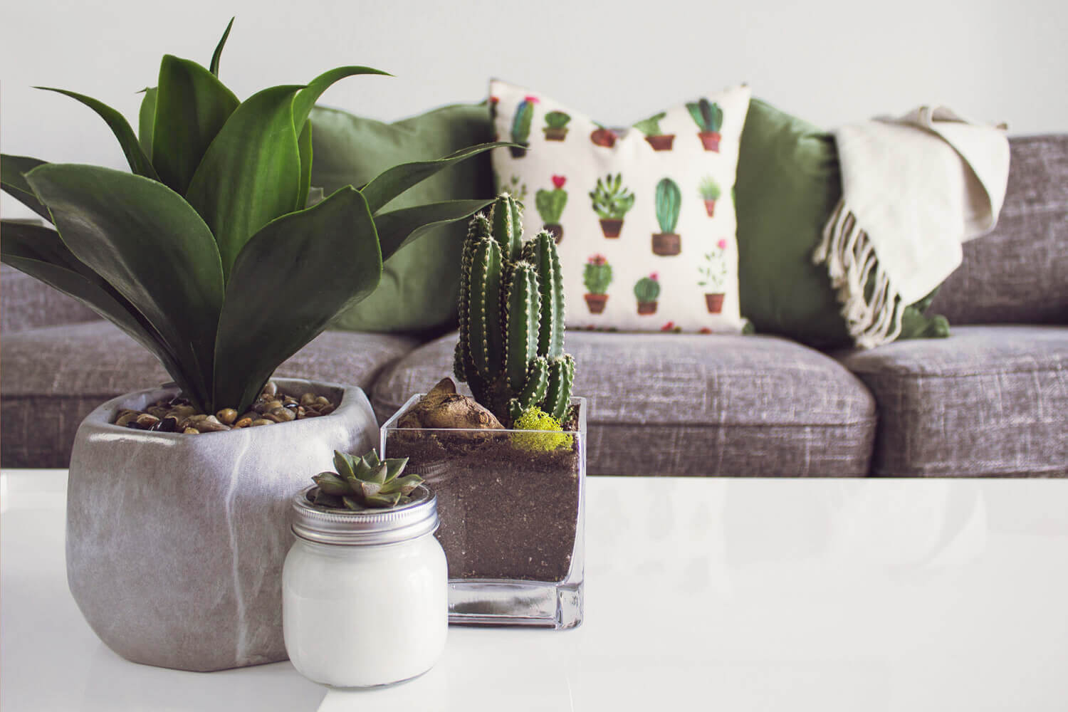 plants on table and sofa